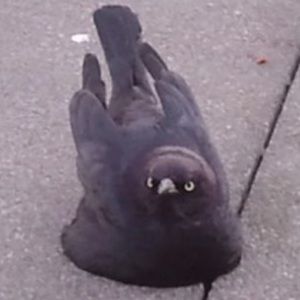 Meet your Posher, Solomon